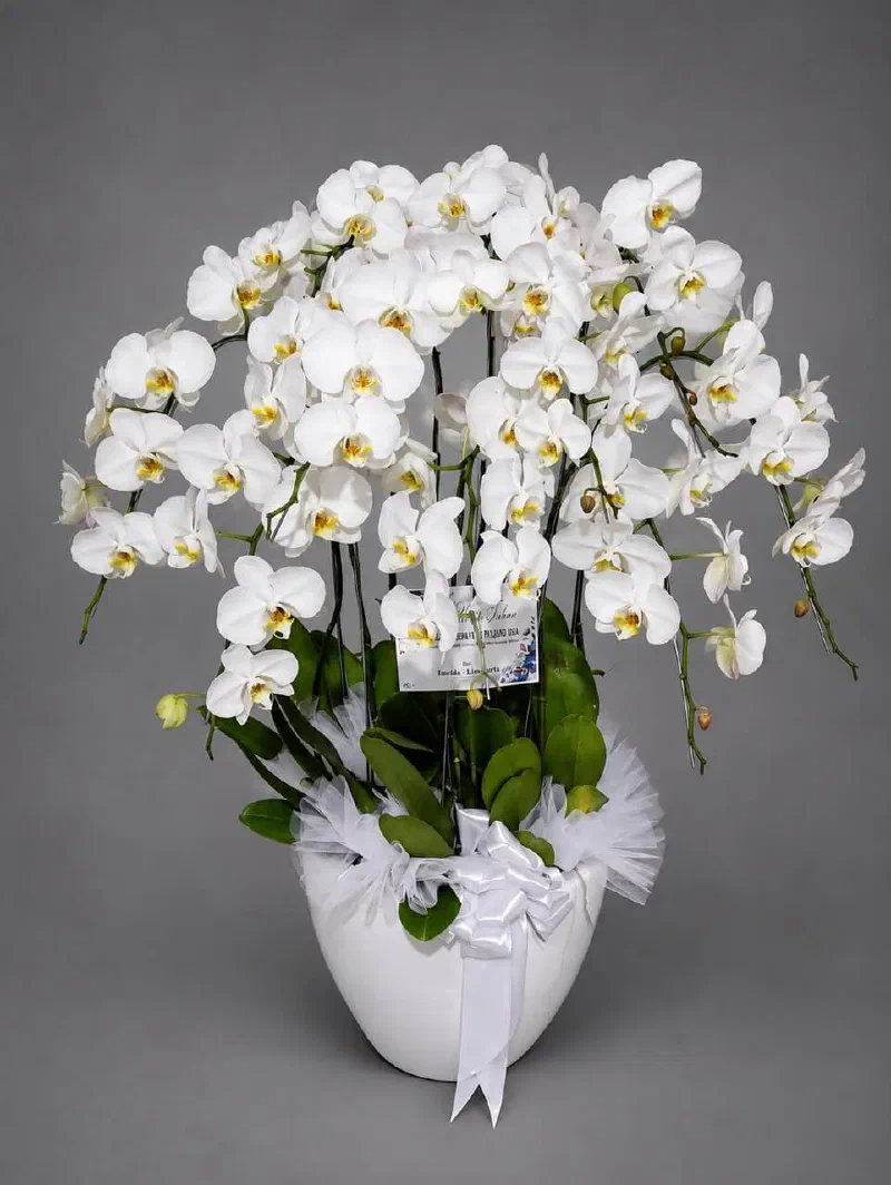 Rangkaian anggrek bulan putih Amarin Florist